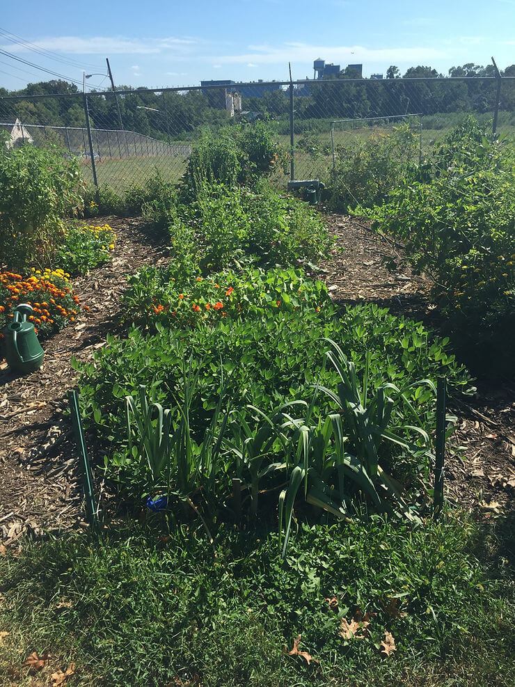 Picture of crops in the Freehold Community Garden