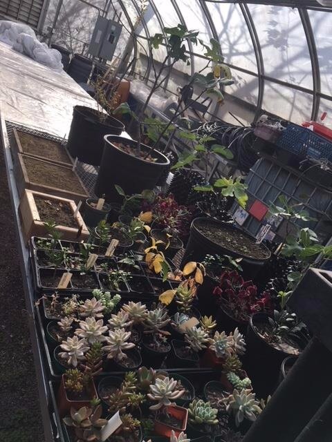 Assorted plants in a greenhouse