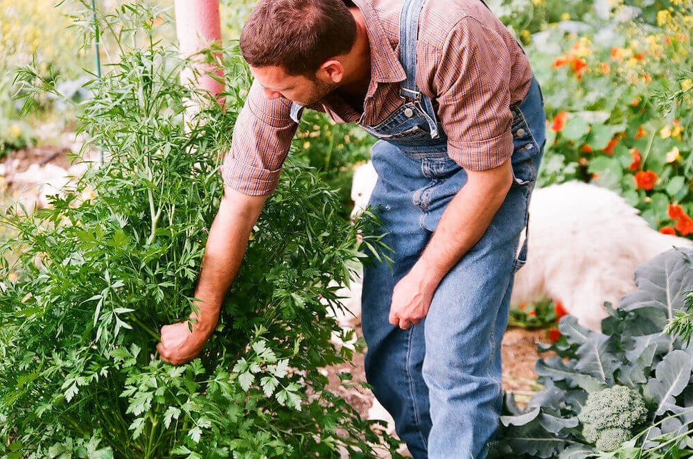 picture of a man in overalls tending to crops in a garden