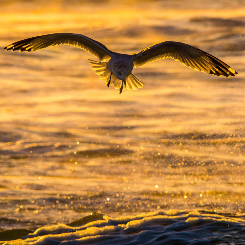 Eagle flying over the foam of a calm ocean's waves.