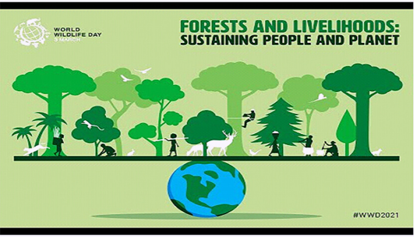 Screenshot of Forest and Livelihoods Online Webinar