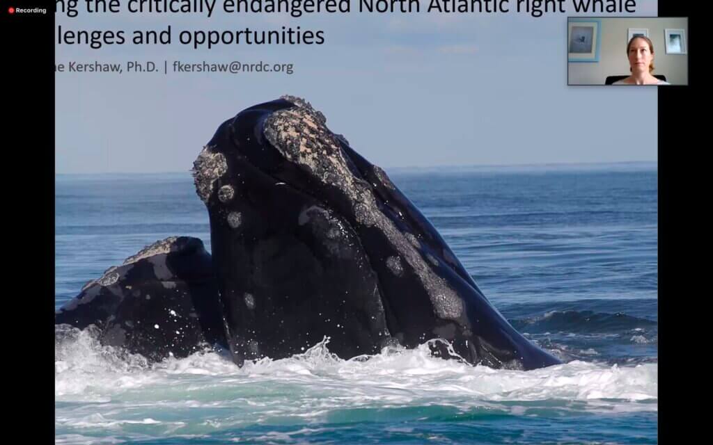 Photo of large whale rising from the ocean