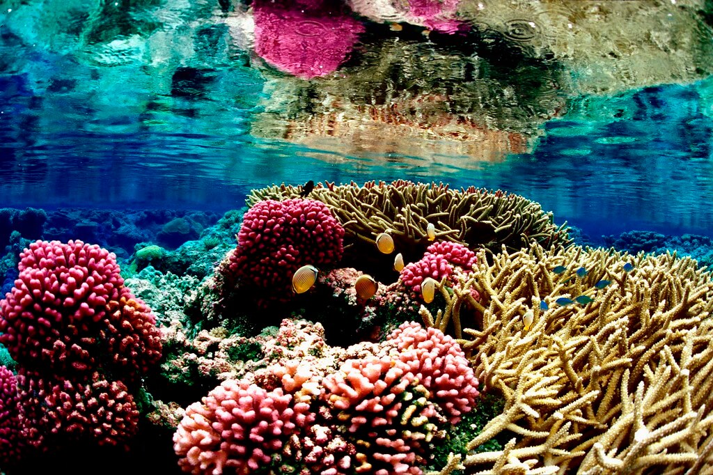 Image of a Coral Reef