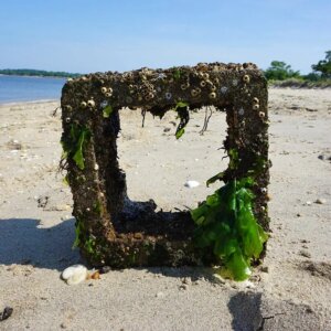 concrete blocks called oyster castles help reef growth