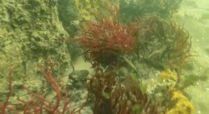 Underwater view of a reef wall