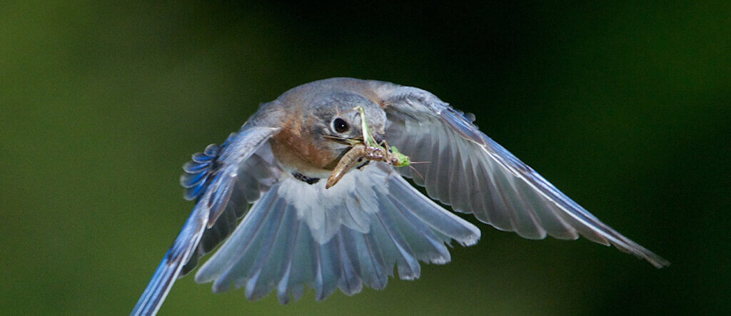 Blue bird with grasshopper in its beak