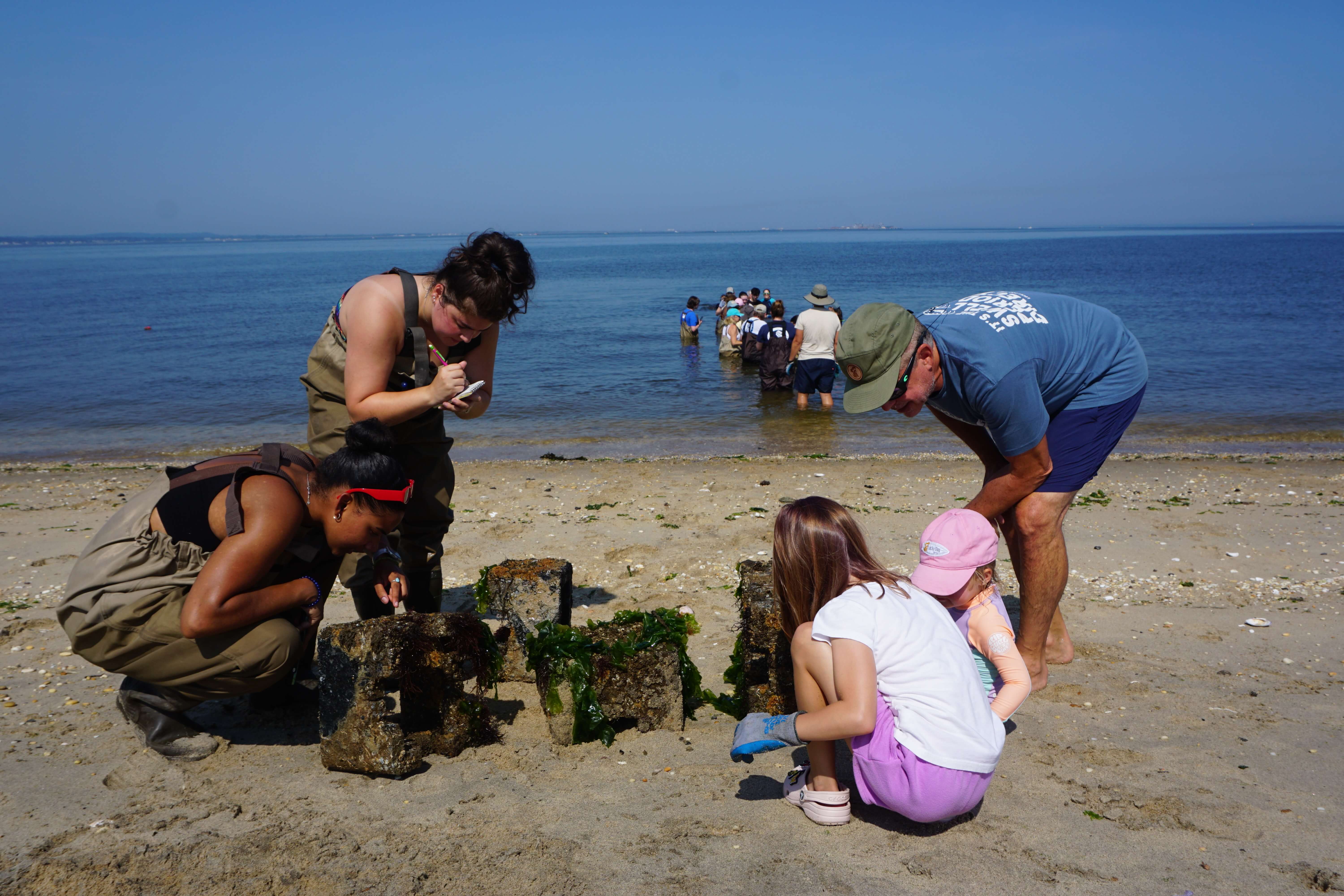 Four people inspecting an oyster castle block on the beach