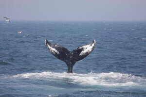 A humpback tail protruding from the ocean. 