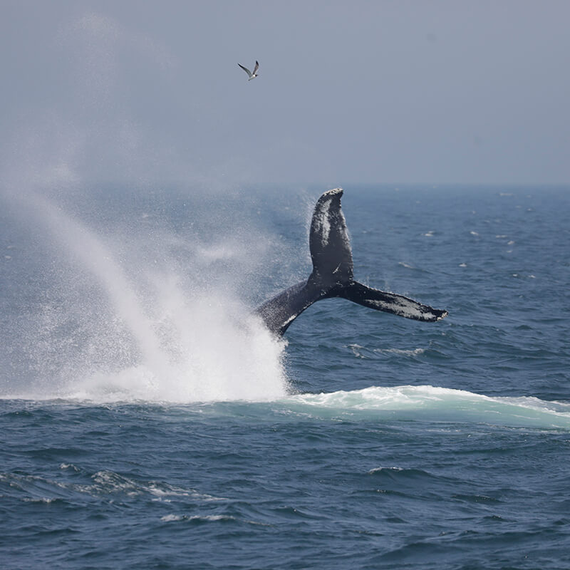 A humpback whale tail protruding from the ocean.