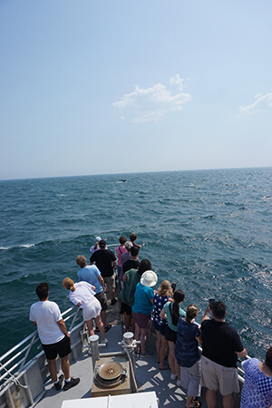 Spectators on the vessel Jersey Girl watch a humpback whale in the distance. 