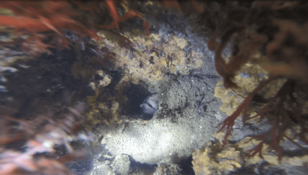 A fish hiding in a crease in the Naval Weapons Station Earle artificial reef.