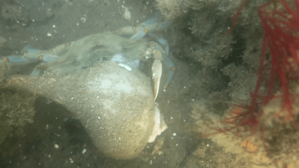 A mollusk preys on a blue crab