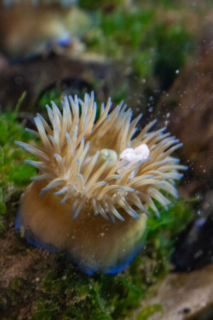 A closeup photo of a small anemone with dozens of outstretched tentacles